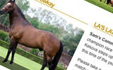 www.lastud.co.nz