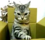 SOS Cat